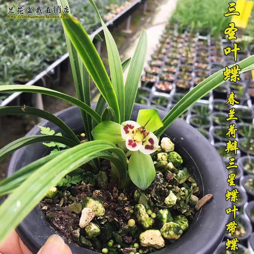 老种春兰荷瓣三星蝶三圣带叶蝶