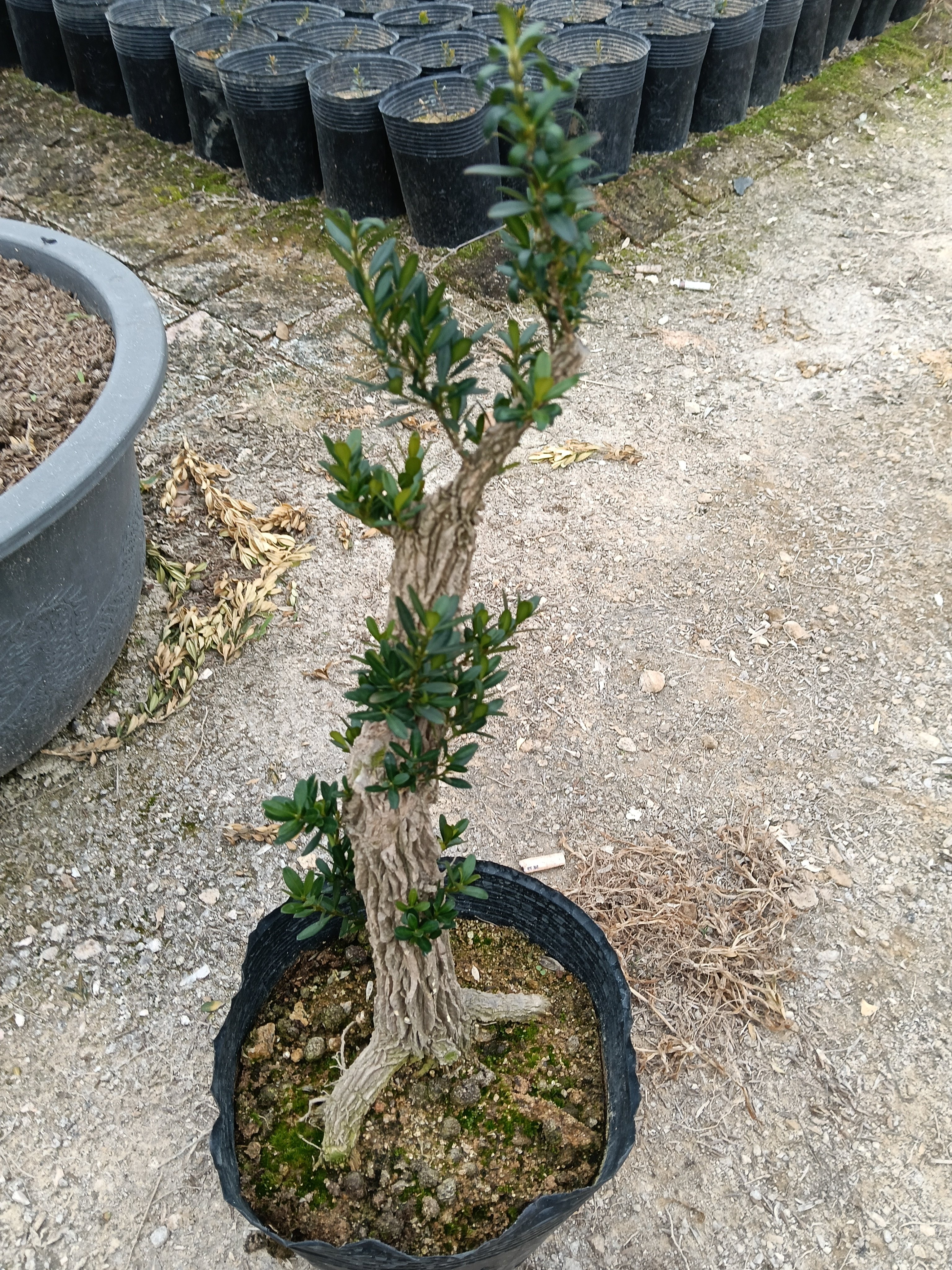 十年大粗杆黄杨老桩杆粗3公分以上，杆长25公分左右,鲜花速递/花卉仿真/绿植园艺,造型盆景,淘宝优惠券,粉丝福利购,淘宝优惠卷