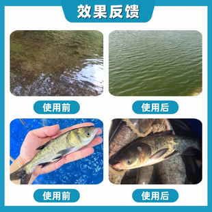 肥水宝水产养殖专用鱼虾蟹塘生物肥水培藻育苗肥水王氨基酸肥水膏