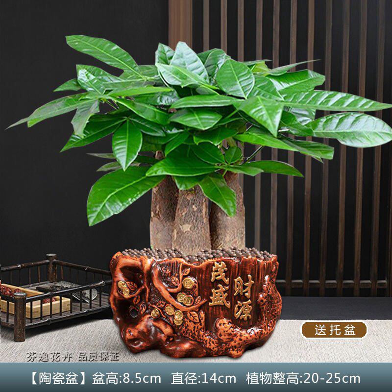 适合客厅摆放的绿植发财树发财树盆栽室内客厅桌面绿植小盆景大发