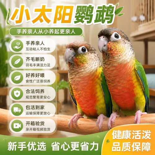 手养亲人可教说话小太阳鹦鹉