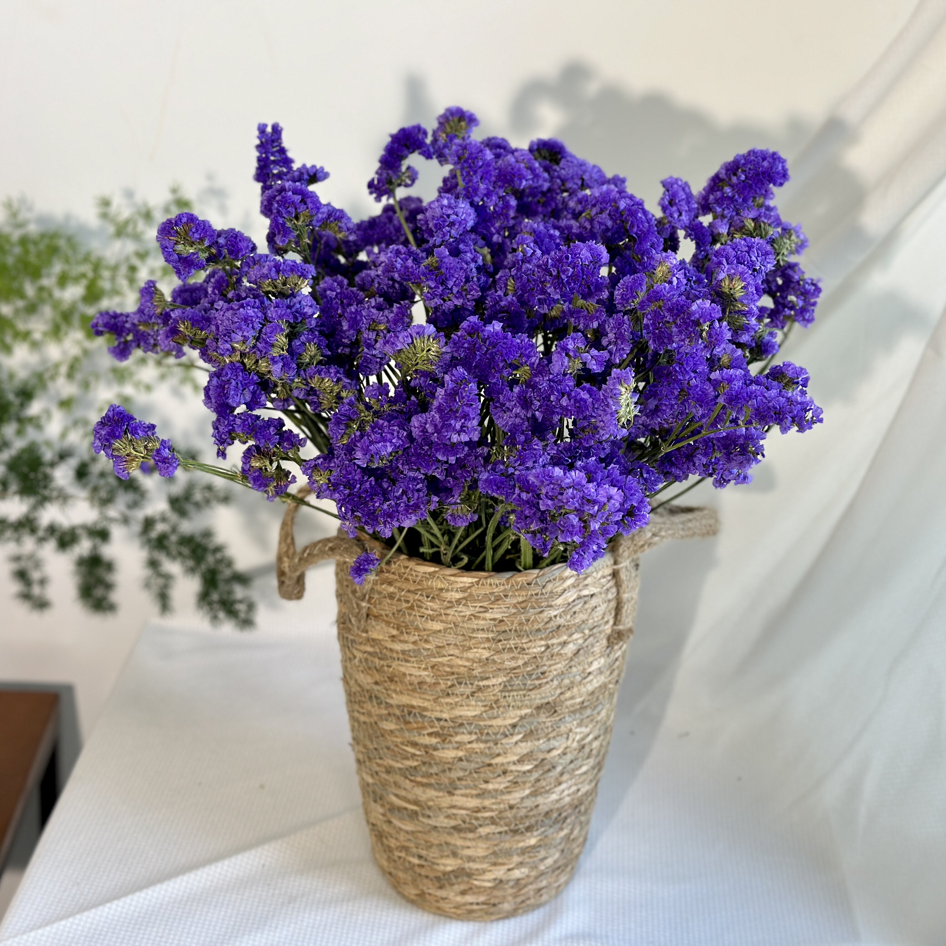 不用水养【勿忘我•情人草】干花鲜花云南基地直发云山花卉优选