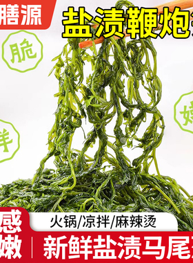 盐渍马尾藻鞭炮笋火锅食材海藻龙须菜羊栖凉拌菜海草火炮菜长菜寿