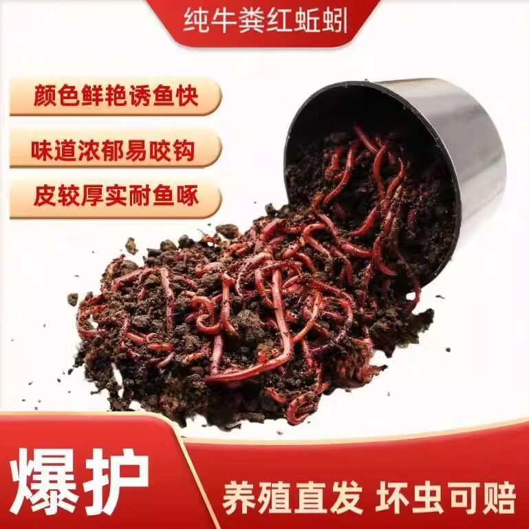 皇藏红蚯蚓太平二号散装斤装鲜活饵料鱼饵垂钓野钓鲤鱼活体中大号