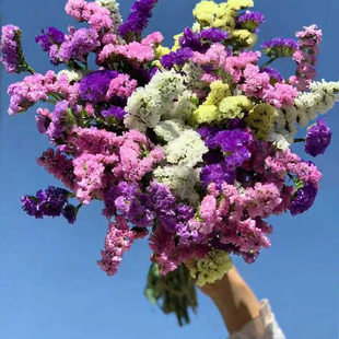 【彩色-勿忘我】云南天然勿忘我满天星干花花束小清新客厅装饰