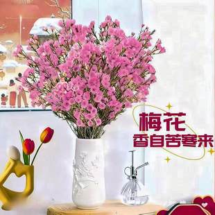 粉色腊梅   花卉年宵花云南基地直发室内摆放