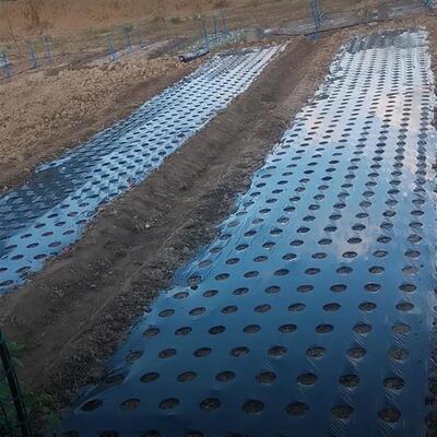 葱膜带孔 地膜 黑膜 银黑膜8孔-12孔 小葱孔膜 蔬菜膜 打孔地膜