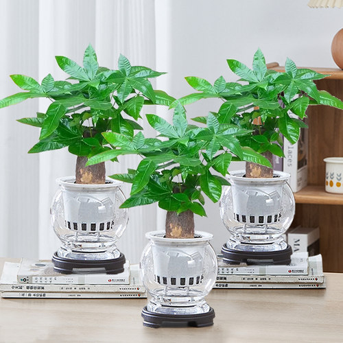 客厅阳台净化空气四季好养绿植