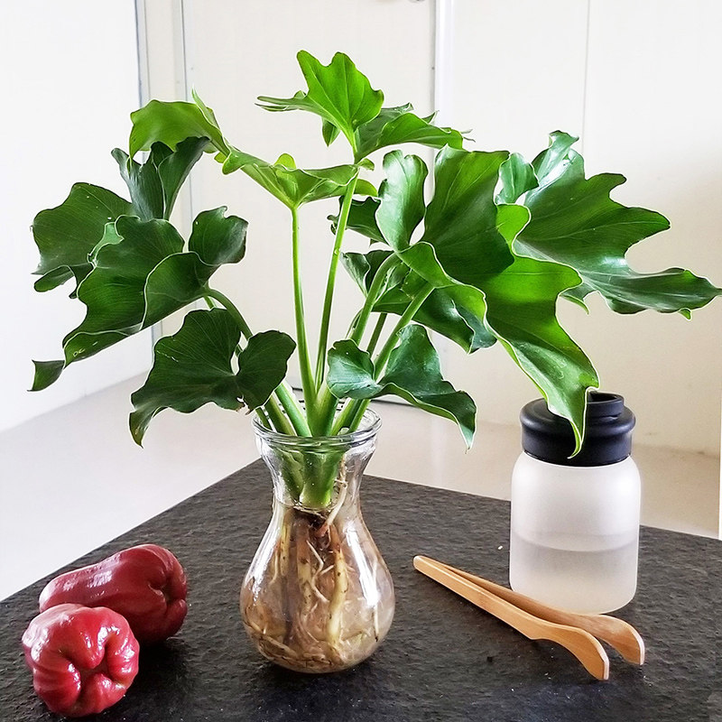 绿植四季小天使春羽盆栽