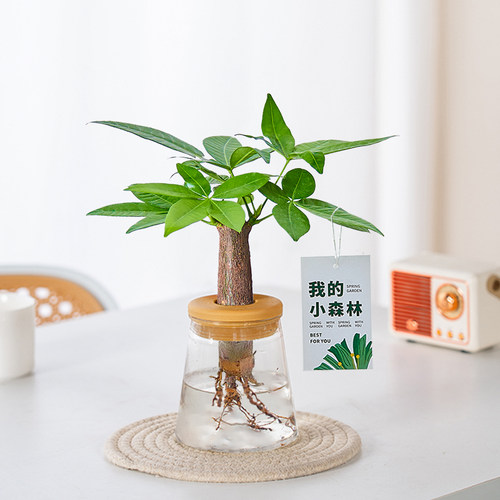 发财树水培植物室内盆栽办公室客厅花卉绿植四季好养老桩桌面盆景