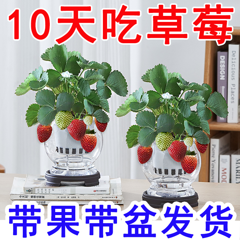 草莓盆栽水培植物带果带花室内绿植花卉办公室客厅阳台带盆苗好养