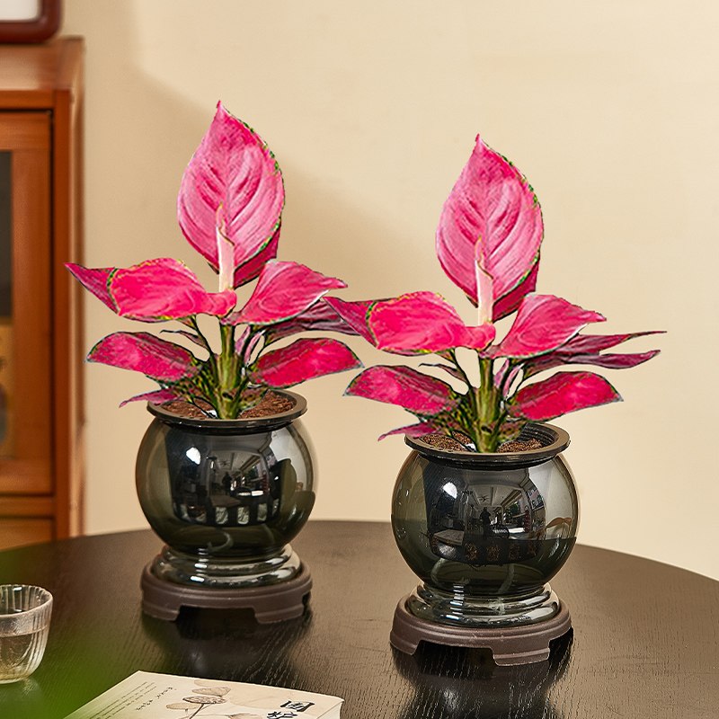 吉利红室内绿植水培植物