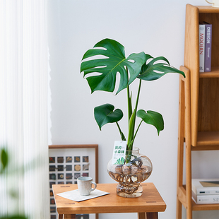 龟背竹水培植物室内绿植盆栽客厅花卉水养办公室四季好养桌面阳台