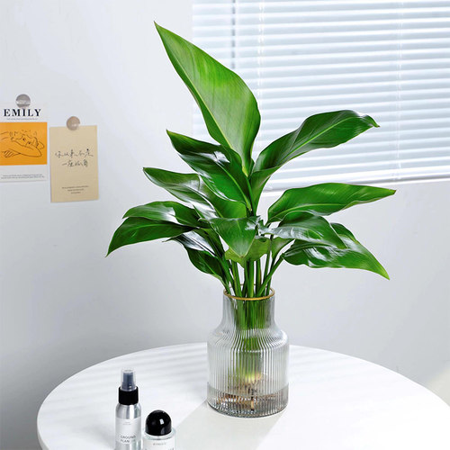 天堂鸟客厅办公室水培观叶植物