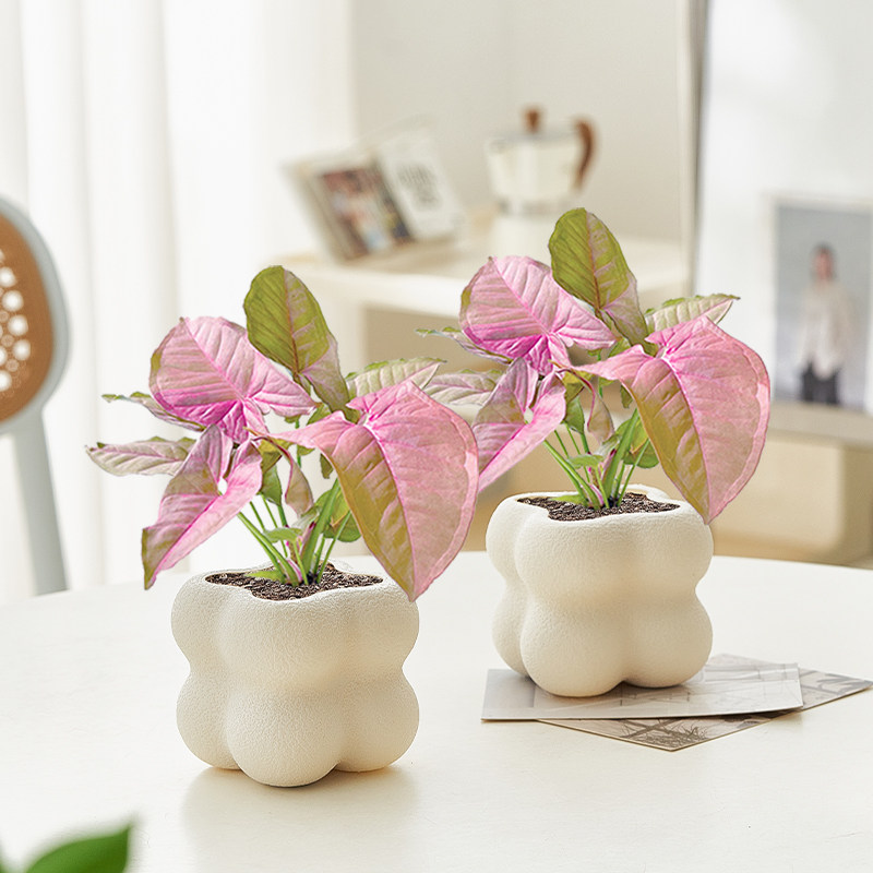 红粉佳人室内绿植四季净化空气花卉植物客厅办公室好养桌面盆栽花,鲜花速递/花卉仿真/绿植园艺,绿植,淘宝优惠券,粉丝福利购,淘宝优惠卷