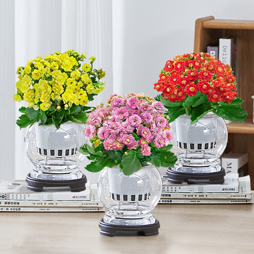 长寿花水培植物室内花卉