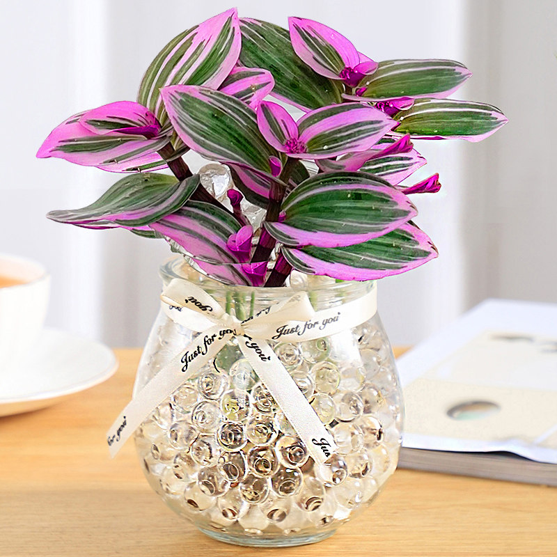 油画婚礼吊兰水培植物室内好养花卉桌面绿植盆栽水养净化空气花