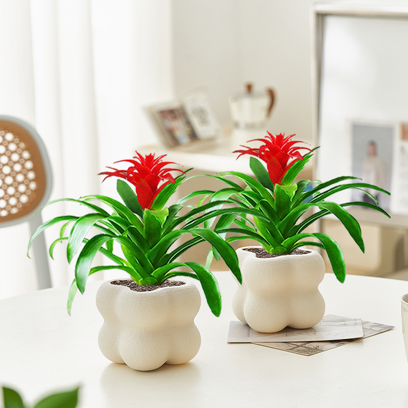 鸿运当头室内绿植净化空气