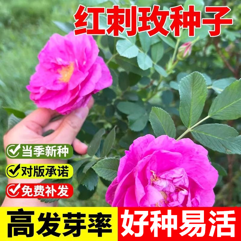 红刺玫种籽黄刺玫种子刺玫花刺玖花黄刺莓破皮刺玫蔷薇玫瑰籽