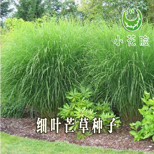 细叶芒种子 草京芒草京羽茅细叶笀花叶芒草草本植物庭院园林植物