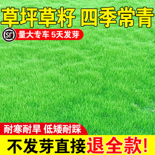 草坪草籽四季常青多年生黑麦草种子四季常青鸡鸭鹅猪牛羊鱼草种籽