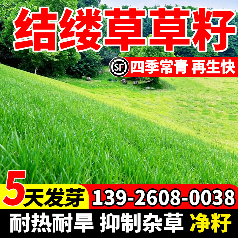 结缕草草籽四季青矮生耐践踏民宿露营草坪种籽绿化植物包邮种子