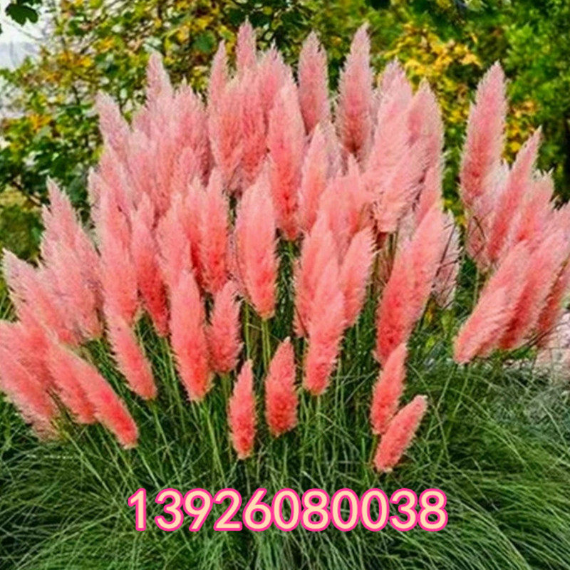 观赏草种子蓝羊茅兔尾粉黛乱子草进口蒲苇种子多年生耐寒矮生盆栽