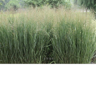 进口美国花种子 柳枝稷‘阿拉莫’ 暖季多年生禾草 公斤 包邮