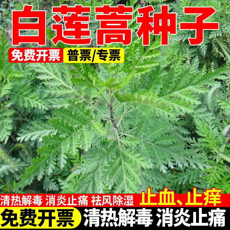 白莲蒿草籽野生白蒿铁杆蒿种子护坡绿化播种常青植物多年生