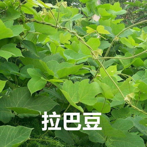 润高拉巴豆牧草种子 固氮 抗旱 耐贫瘠 防杂草 高值改土 绿肥
