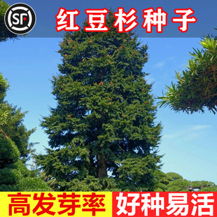 正宗红豆杉种子中国南方红豆杉种籽 东北红豆杉 曼地亚红豆杉树种