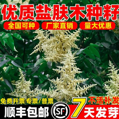 盐肤木种子护坡灌木种子蜜源树种子五倍子种子花木林木苗木种子