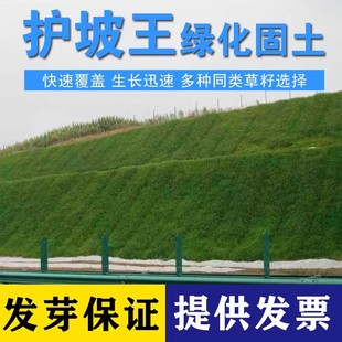 护坡草坪种子黑麦草草籽根系发达护堤护坝固土草籽边坡复绿狗牙根