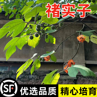 褚实子种子中药材种子构树种子构树籽楮树种子构桃树种籽构乳树