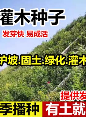 护坡灌木种子紫穗槐刺多花