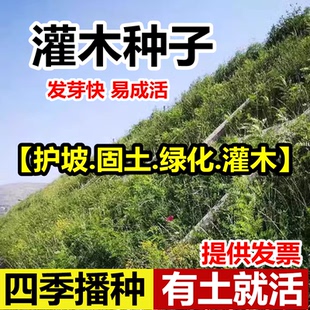 护坡灌木种子紫穗槐刺槐多花木兰胡枝子小冠花葛藤矿山复绿化草籽