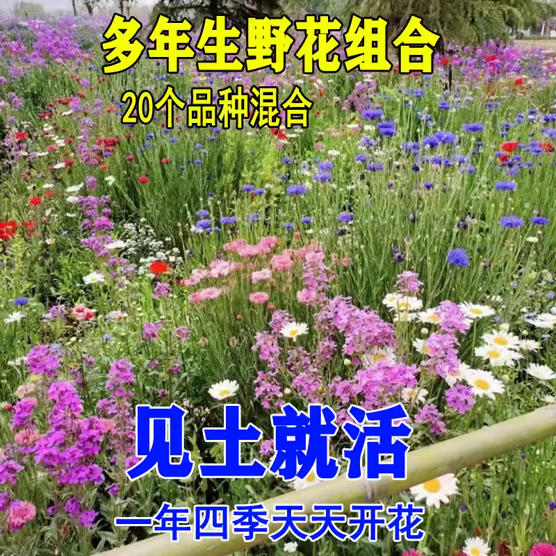 多年生野花组合种子七彩格桑籽四