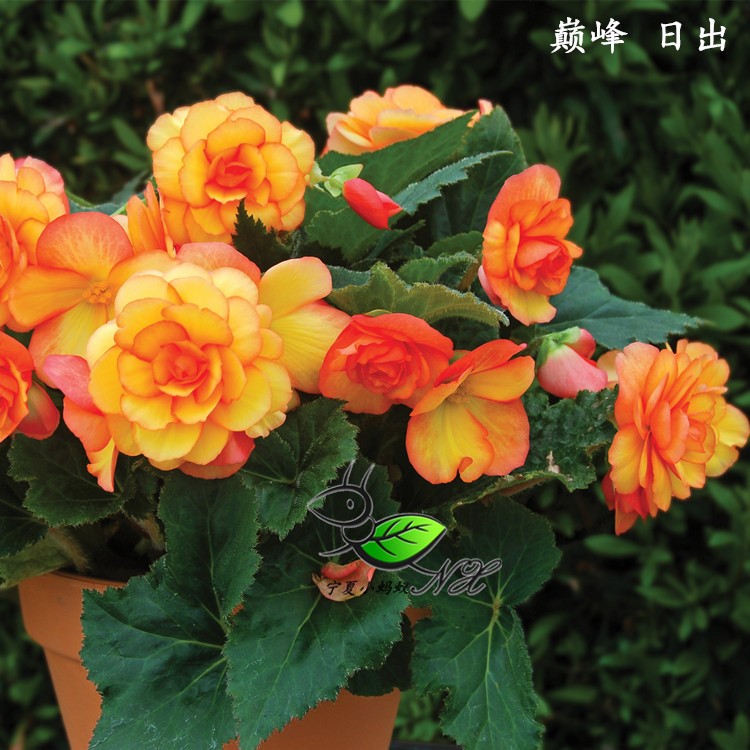 玫瑰海棠花种子四季夫妻海棠花盆栽室内外阳台多年生花卉易种花籽