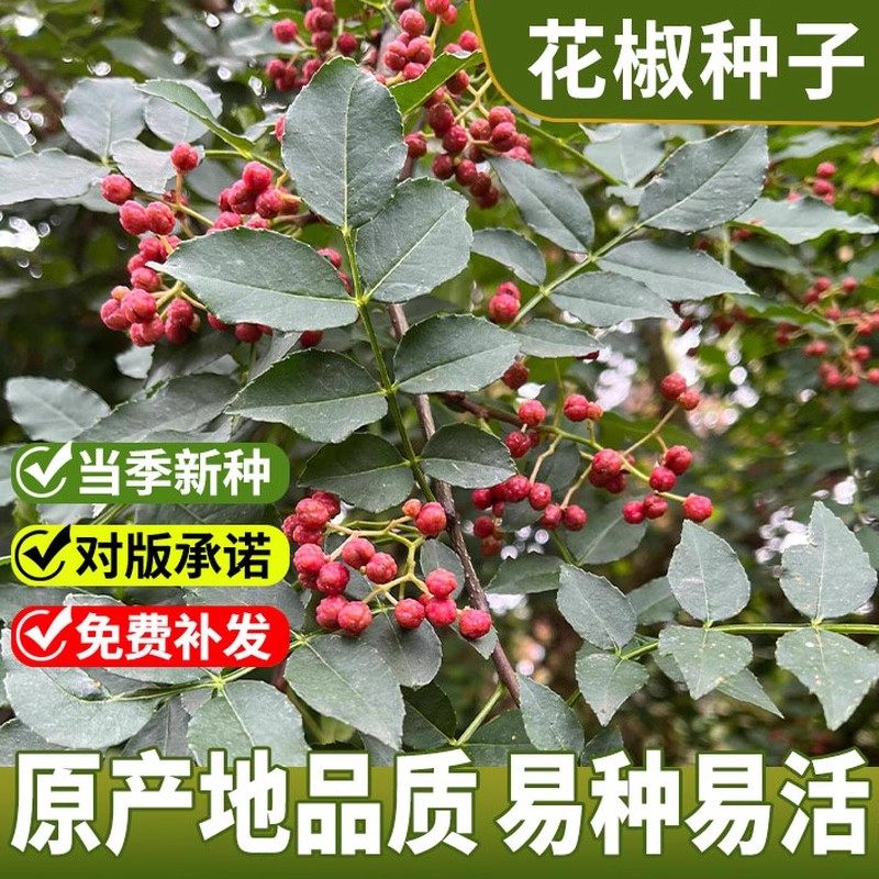 大红袍花椒种子九叶花椒树种子图片