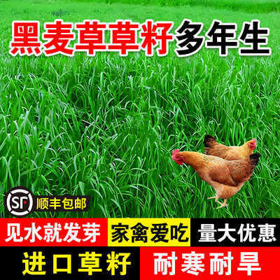 黑麦草草籽多年生高产牧草