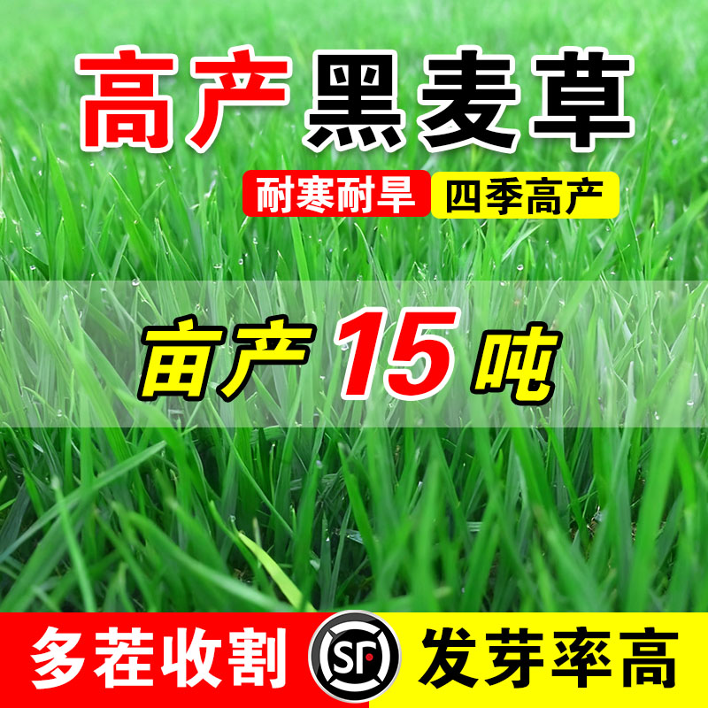 高产黑麦草多年生黑麦草种子四季常青鸡鸭鹅猪牛羊鱼草种籽