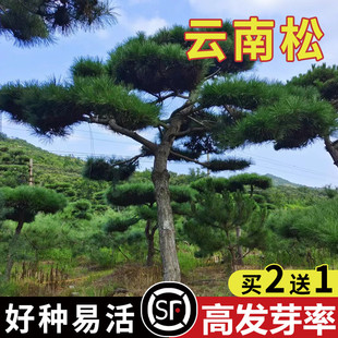 四季云南松种子长绿树种籽飞松落叶松种子青松种庭院景观绿化种苗