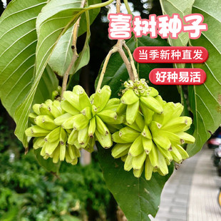 新采喜树种子又名千丈树耐旱造林种苗喜树种籽喜树小苗种植