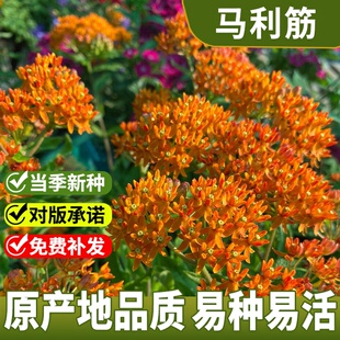 马利筋种子 金凤花尖尾凤莲生桂子花芳草花籽种子 庭院花卉种籽