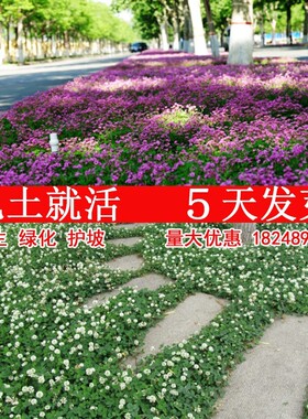 进口白三叶草种子四季红花酢浆草种球盆栽幸运草籽绿化庭院草坪