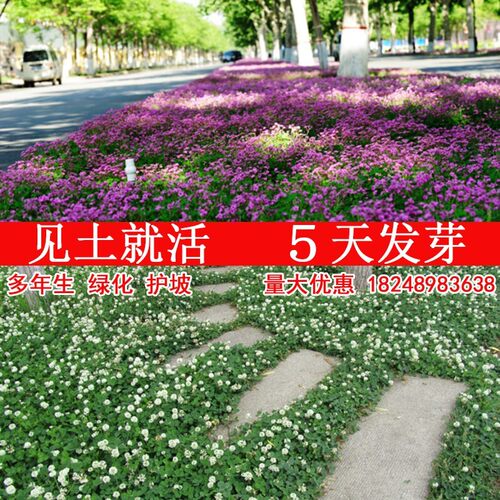 进口白三叶草种子四季红花酢浆草种球盆栽幸