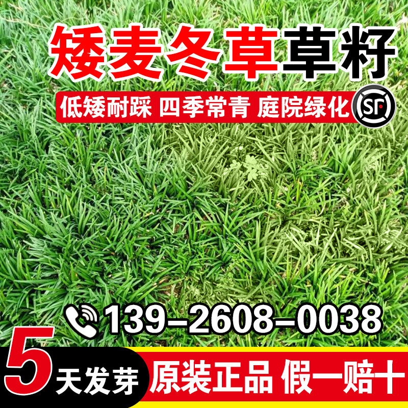 矮麦冬草草籽玉龙草细叶麦冬图片