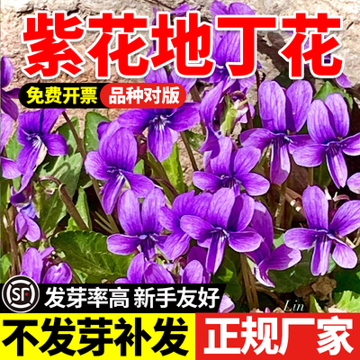 紫花地丁花种籽四季种植