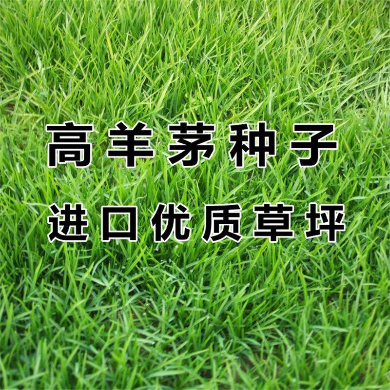 进口四季青草种高羊茅草坪种子黑麦草种子百慕大绿化护坡草籽耐旱