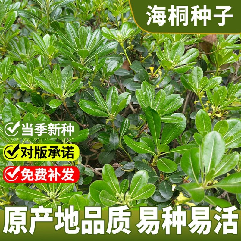 优质林木种子 花卉种子 海桐种子 苗木种子 海桐球种子净种子包邮